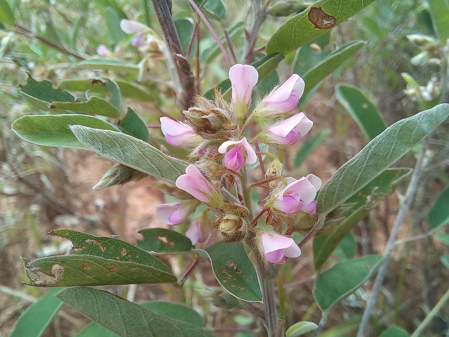 Grona barbata var. argyrea Grona barbata var. argyrea