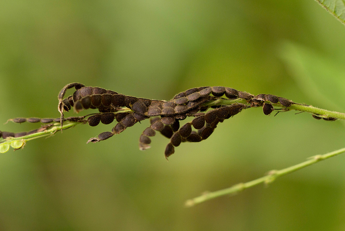 Pleurolobus gangeticus Pleurolobus gangeticus