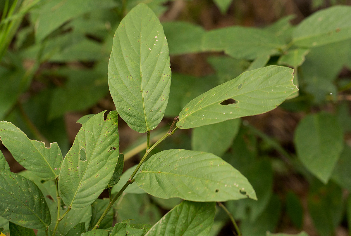 Pleurolobus gangeticus Pleurolobus gangeticus