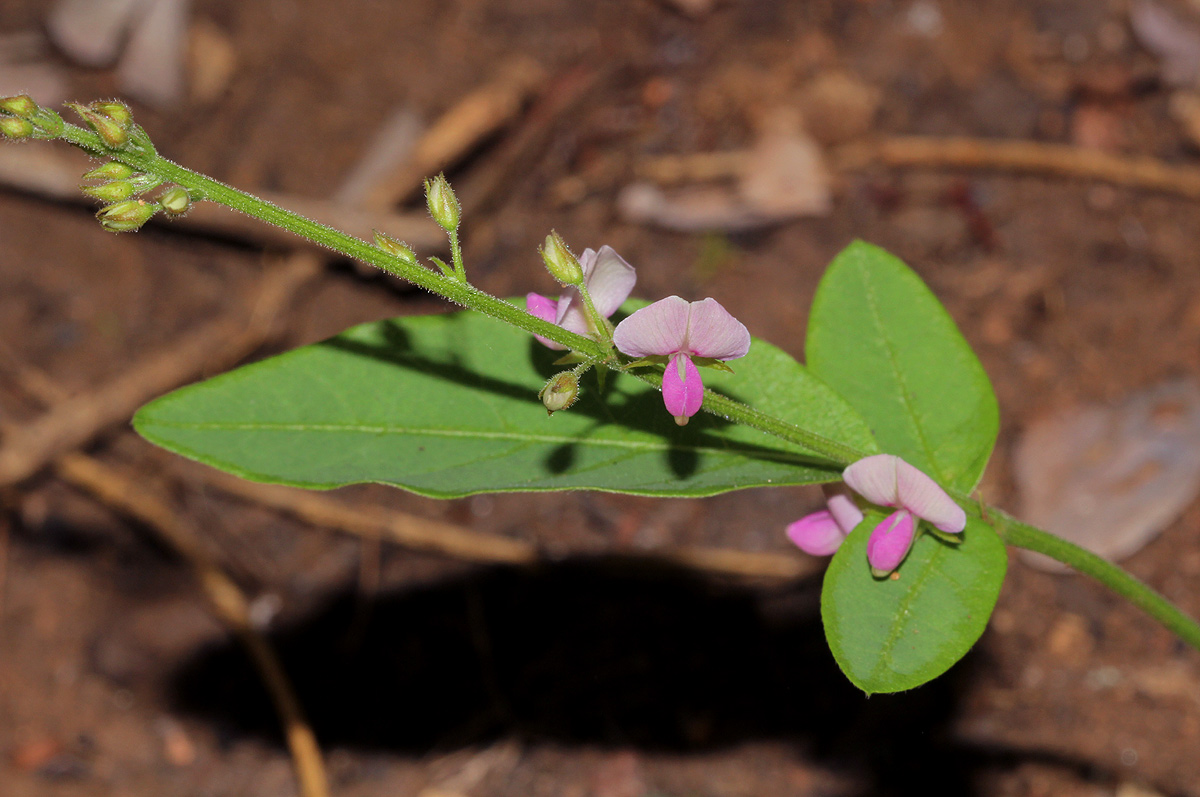Pleurolobus gangeticus Pleurolobus gangeticus