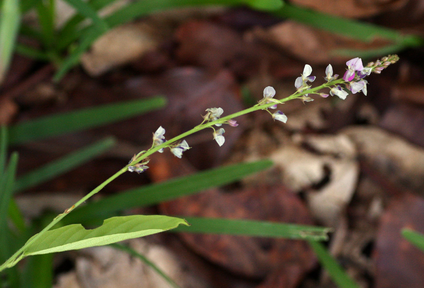 Pleurolobus gangeticus Pleurolobus gangeticus