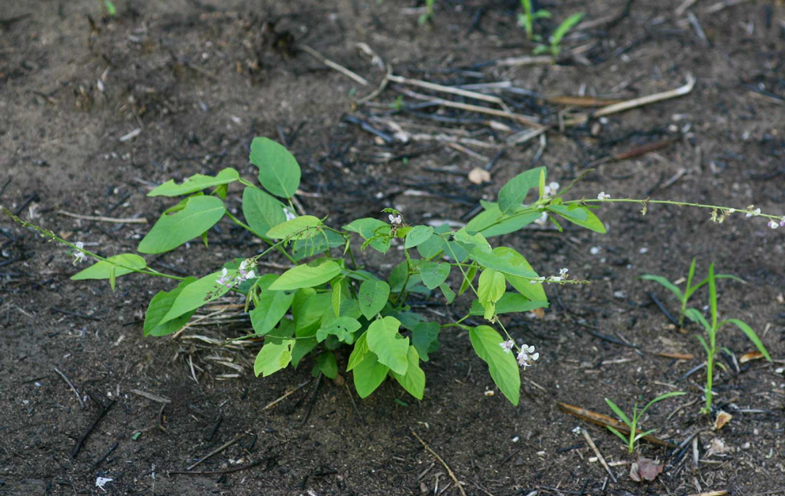 Pleurolobus gangeticus Pleurolobus gangeticus