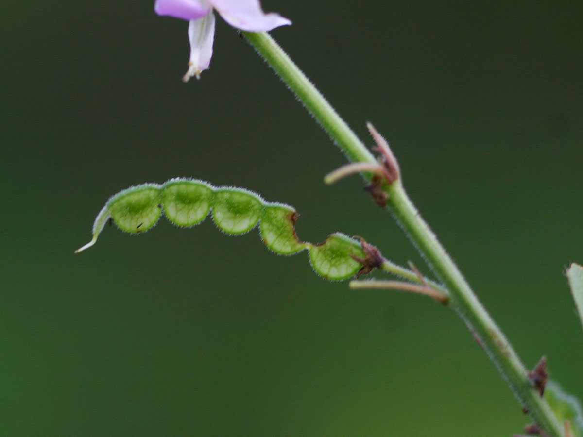 Pleurolobus gangeticus Pleurolobus gangeticus