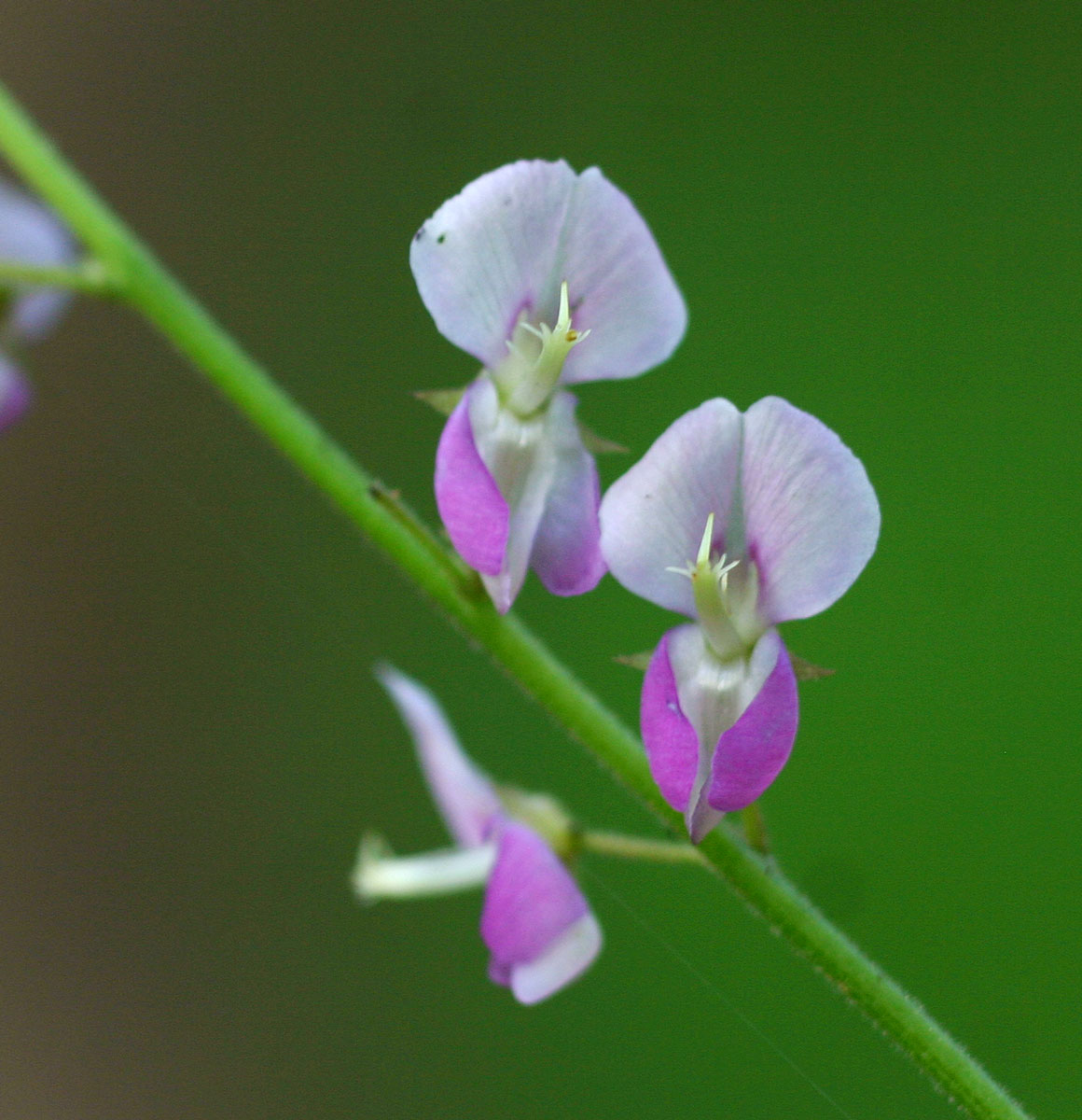 Pleurolobus gangeticus Pleurolobus gangeticus