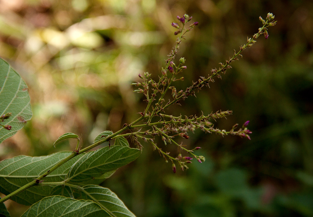 Pseudarthria hookeri var. hookeri Pseudarthria hookeri var. hookeri