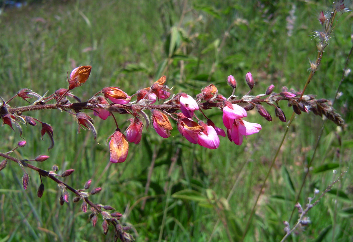 Pseudarthria hookeri var. hookeri Pseudarthria hookeri var. hookeri