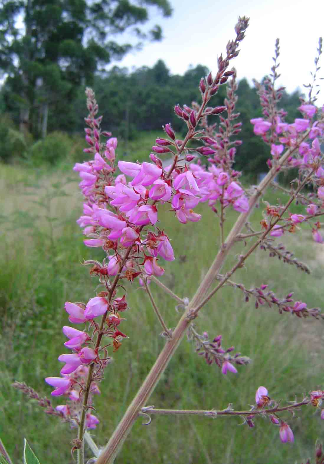 Pseudarthria hookeri var. hookeri Pseudarthria hookeri var. hookeri
