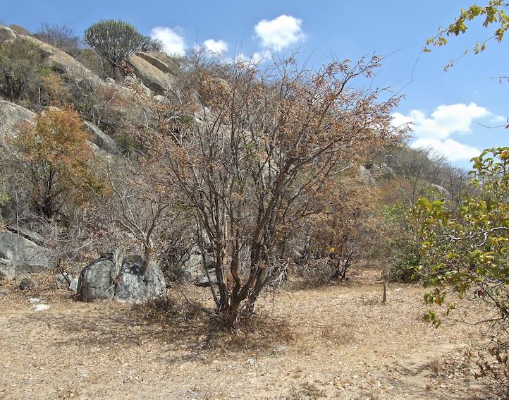 Dalbergiella nyasae Dalbergiella nyasae