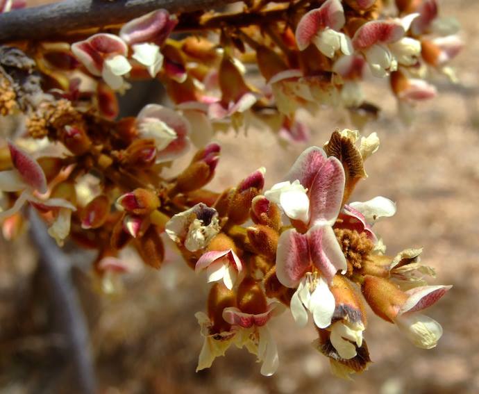 Dalbergiella nyasae Dalbergiella nyasae