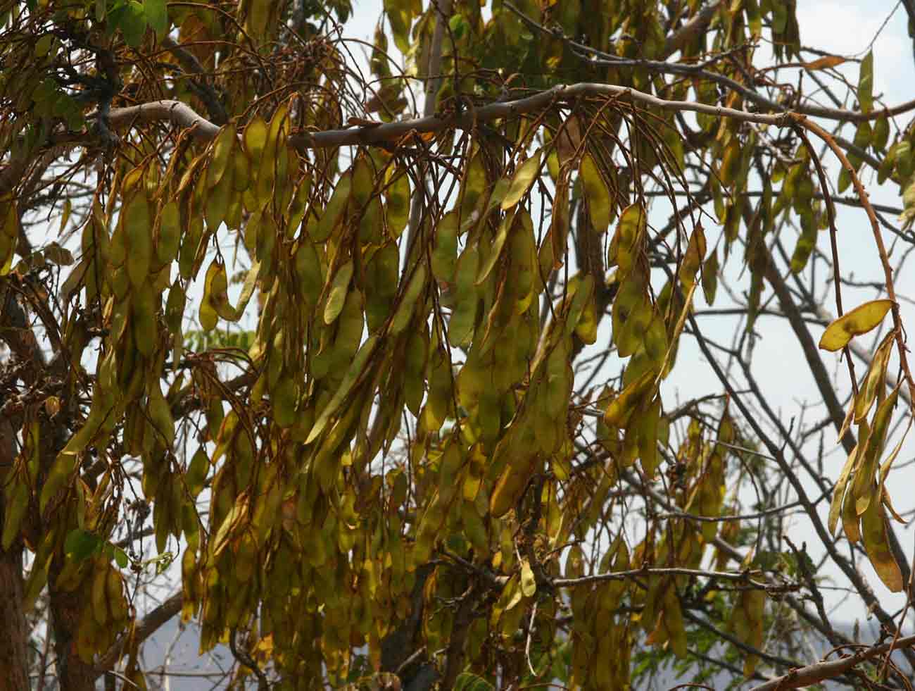 Dalbergiella nyasae Dalbergiella nyasae