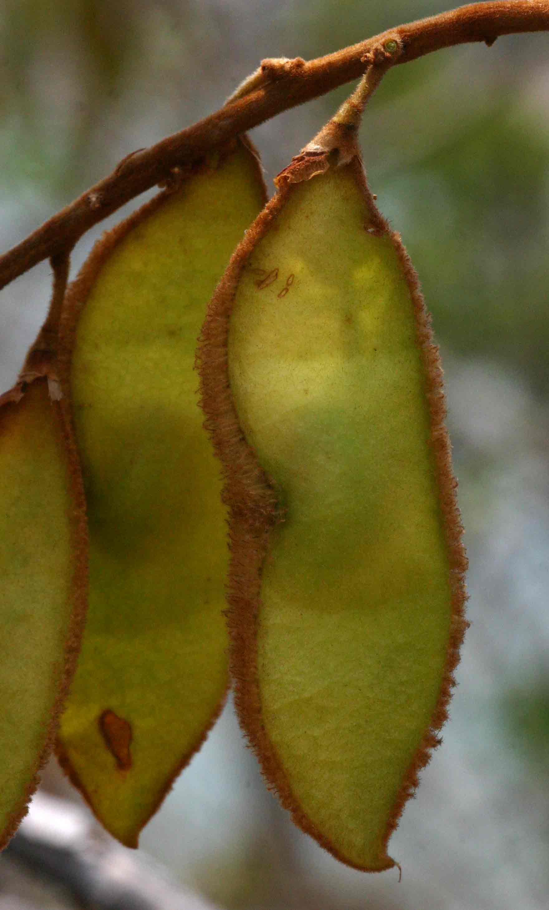 Dalbergiella nyasae Dalbergiella nyasae