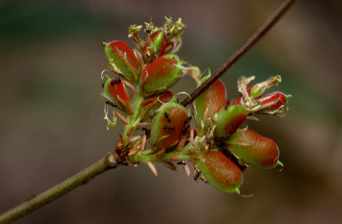 Flemingia grahamiana Flemingia grahamiana