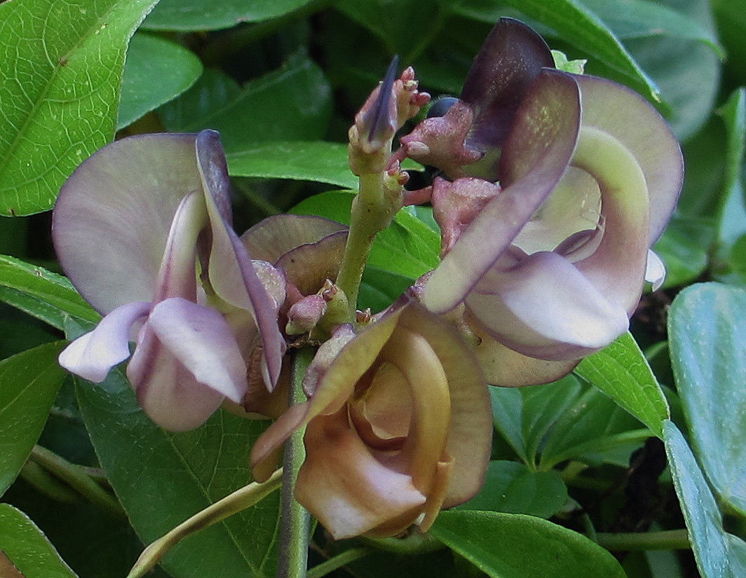 Wajira grahamiana Wajira grahamiana