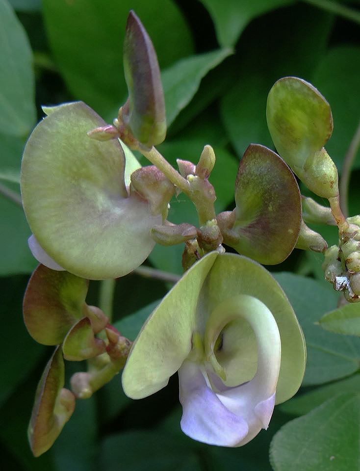 Wajira grahamiana Wajira grahamiana