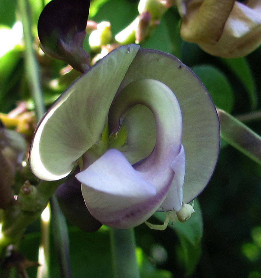 Wajira grahamiana Wajira grahamiana