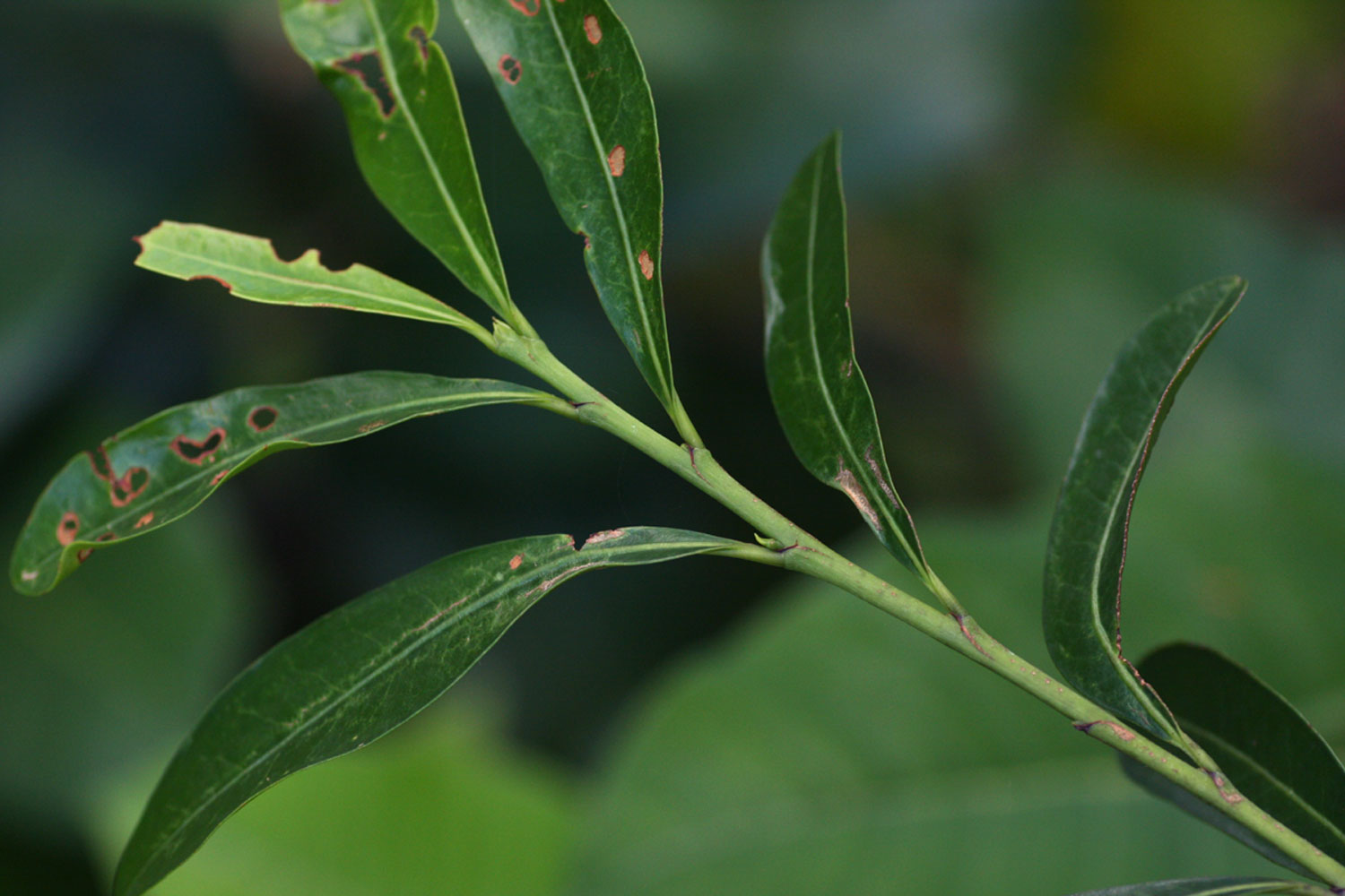 Erythroxylum emarginatum Erythroxylum emarginatum