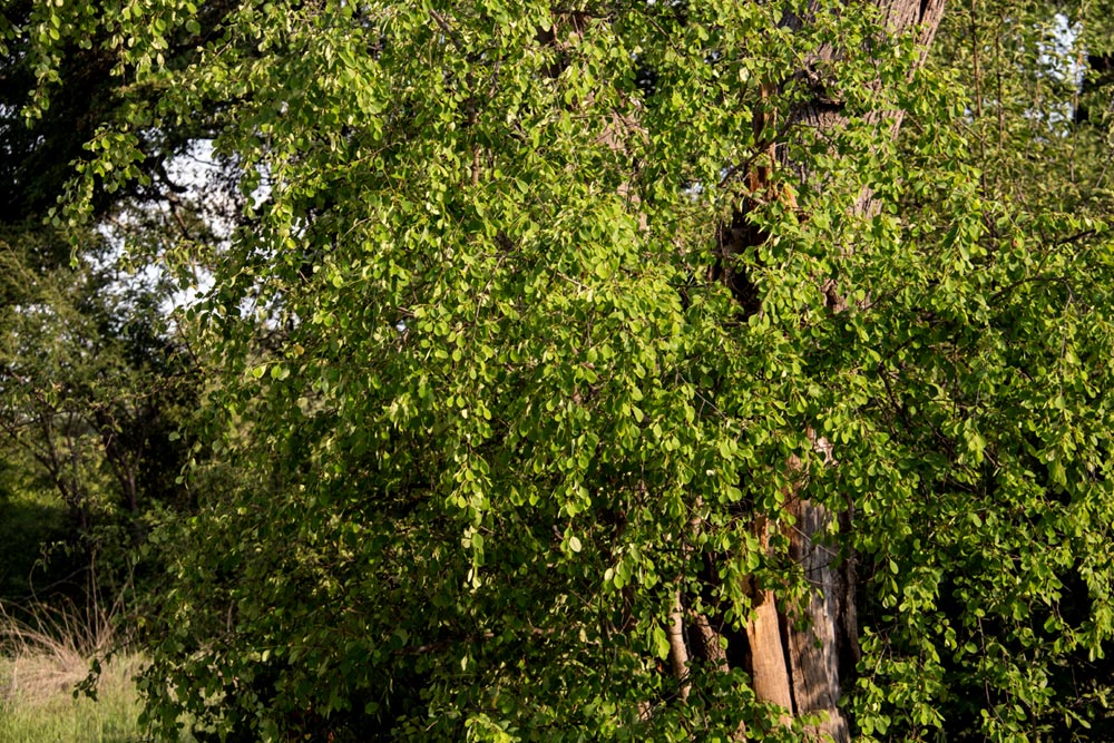 Erythroxylum zambesiacum Erythroxylum zambesiacum