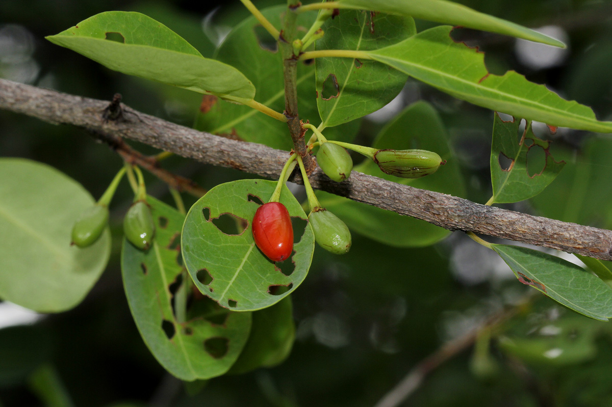 Erythroxylum zambesiacum Erythroxylum zambesiacum