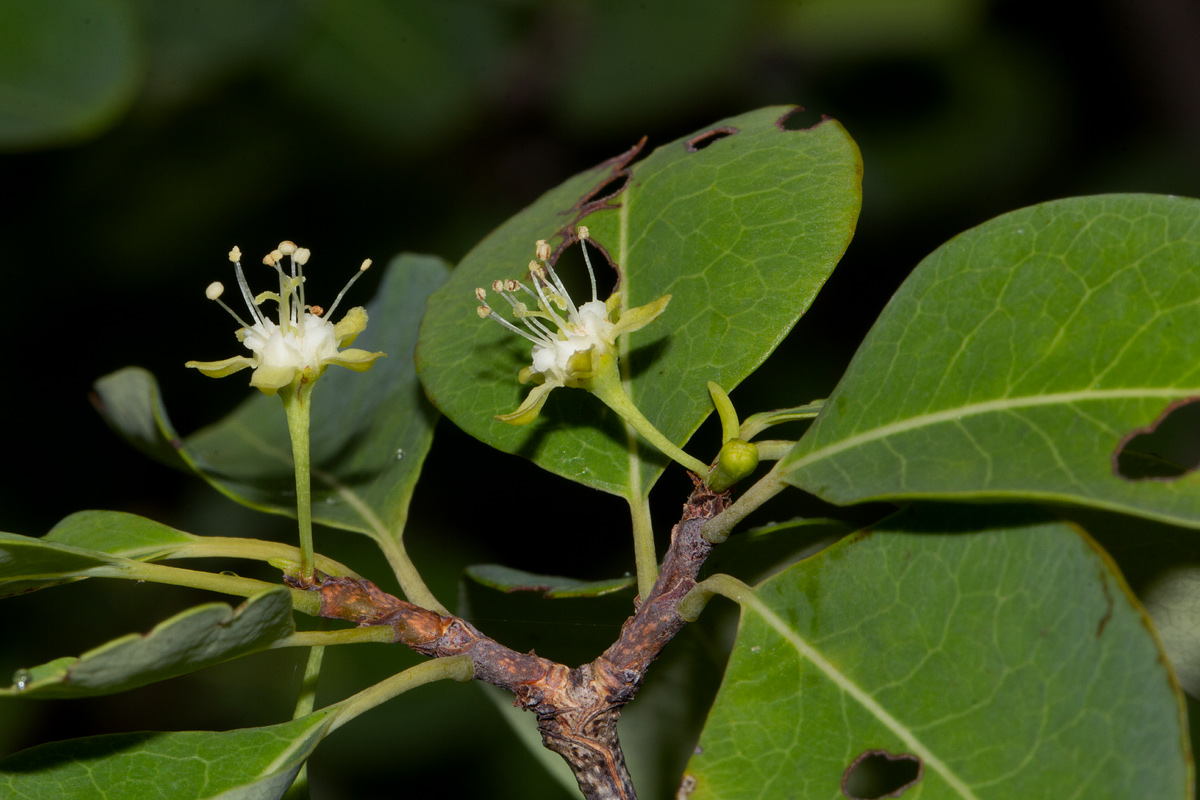 Erythroxylum zambesiacum Erythroxylum zambesiacum