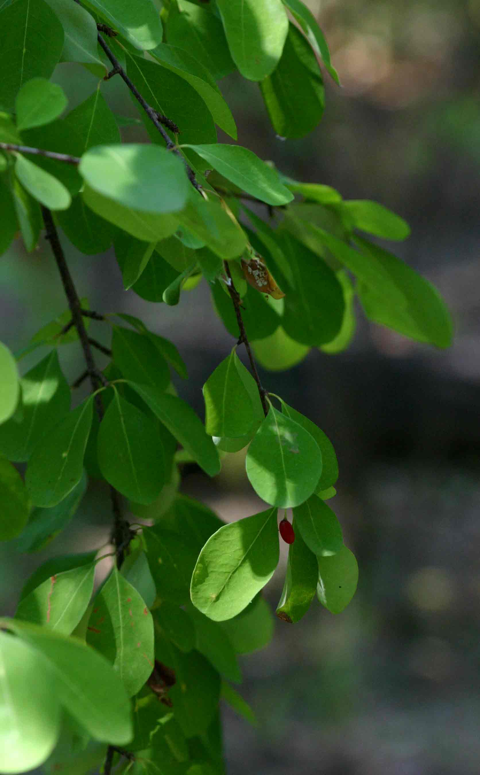 Erythroxylum zambesiacum Erythroxylum zambesiacum