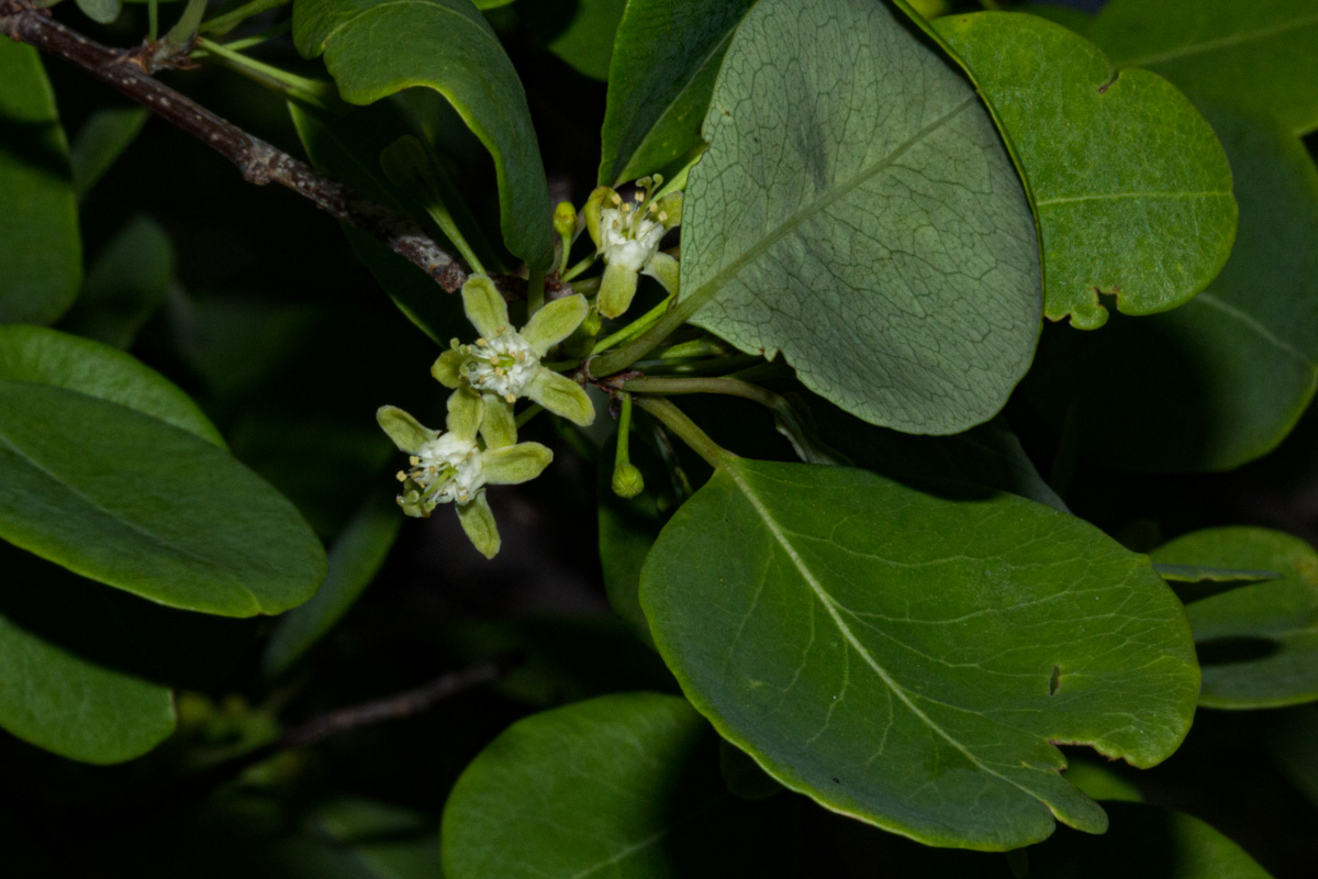 Erythroxylum zambesiacum Erythroxylum zambesiacum