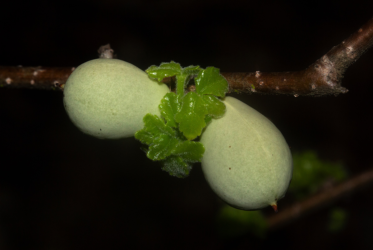 Commiphora africana Commiphora africana