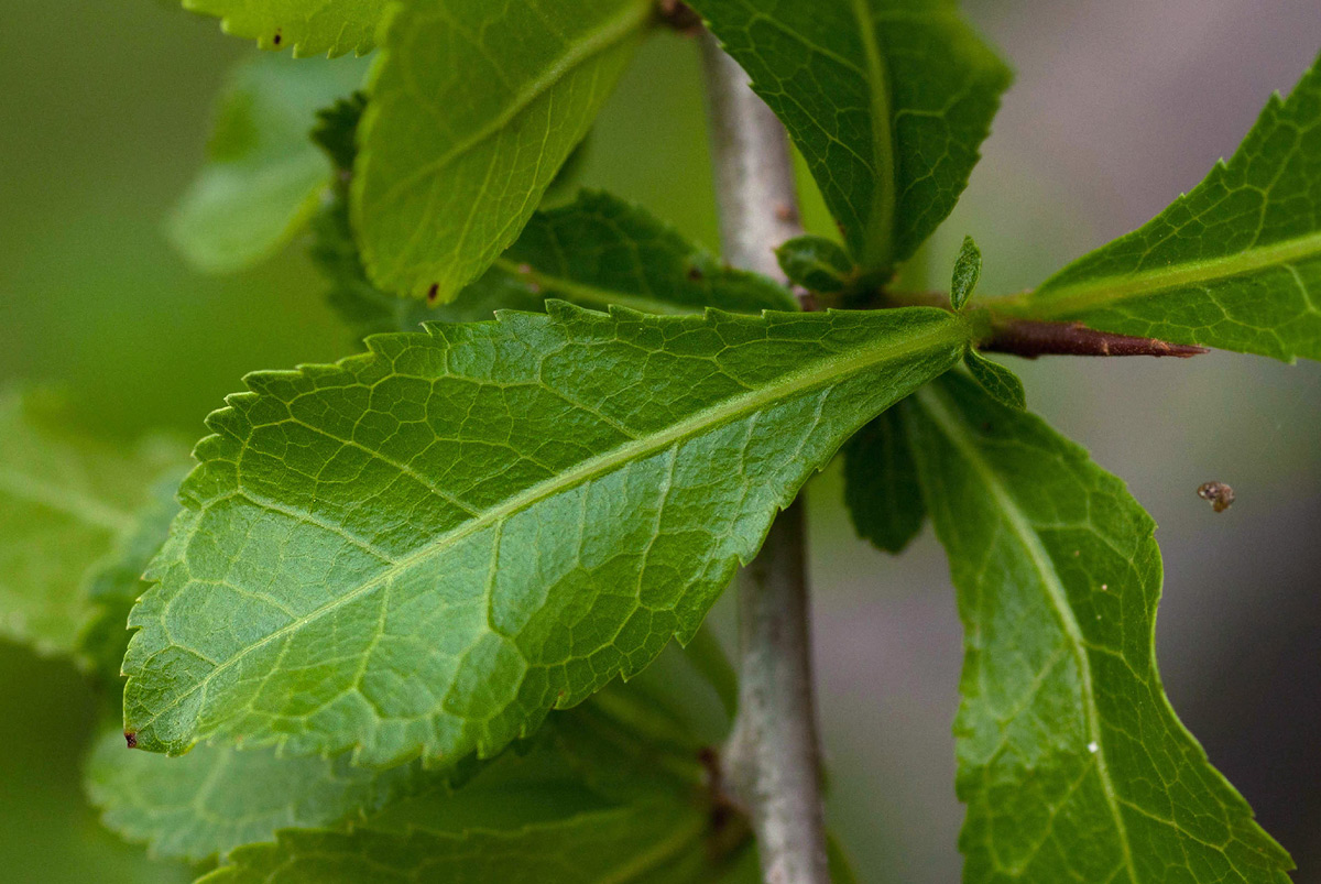 Commiphora glandulosa Commiphora glandulosa