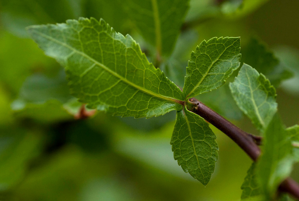Commiphora glandulosa Commiphora glandulosa