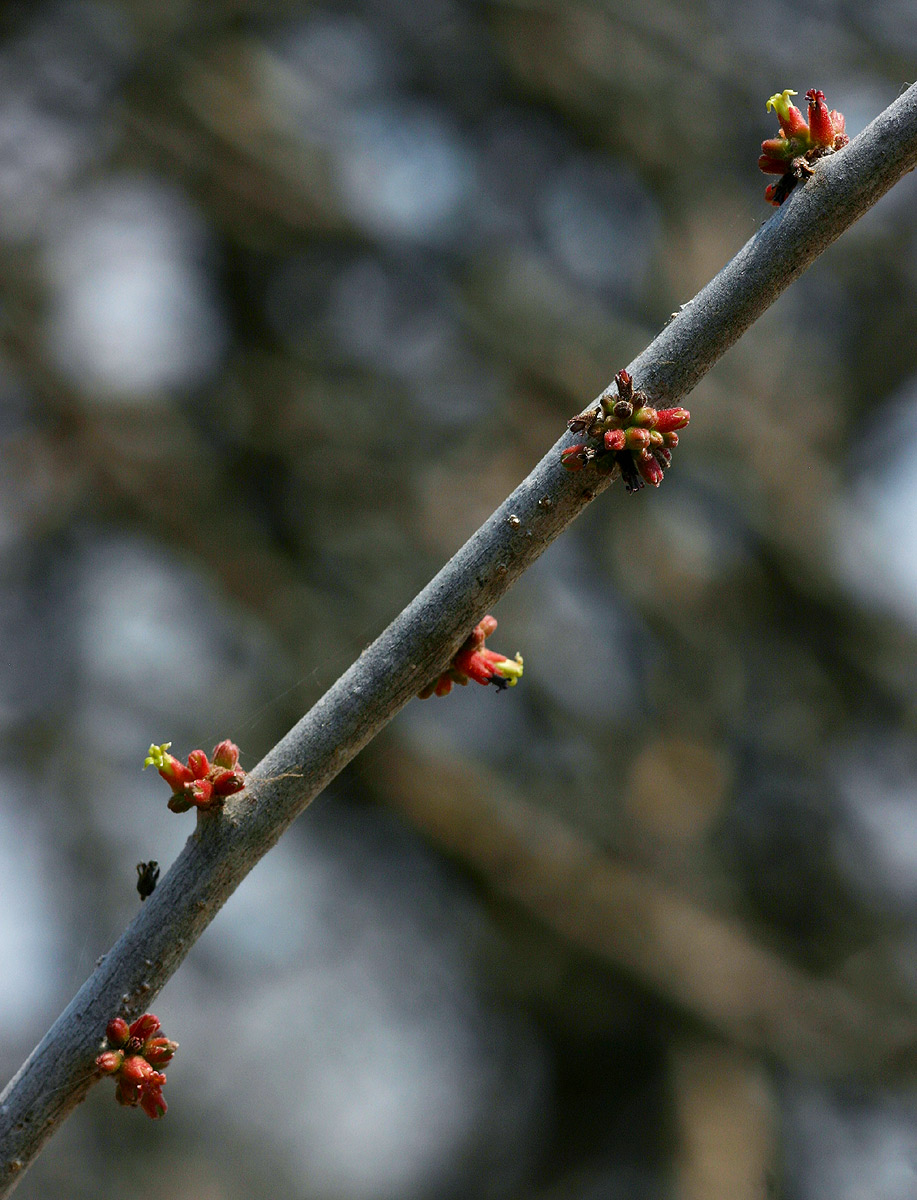 Commiphora glandulosa Commiphora glandulosa