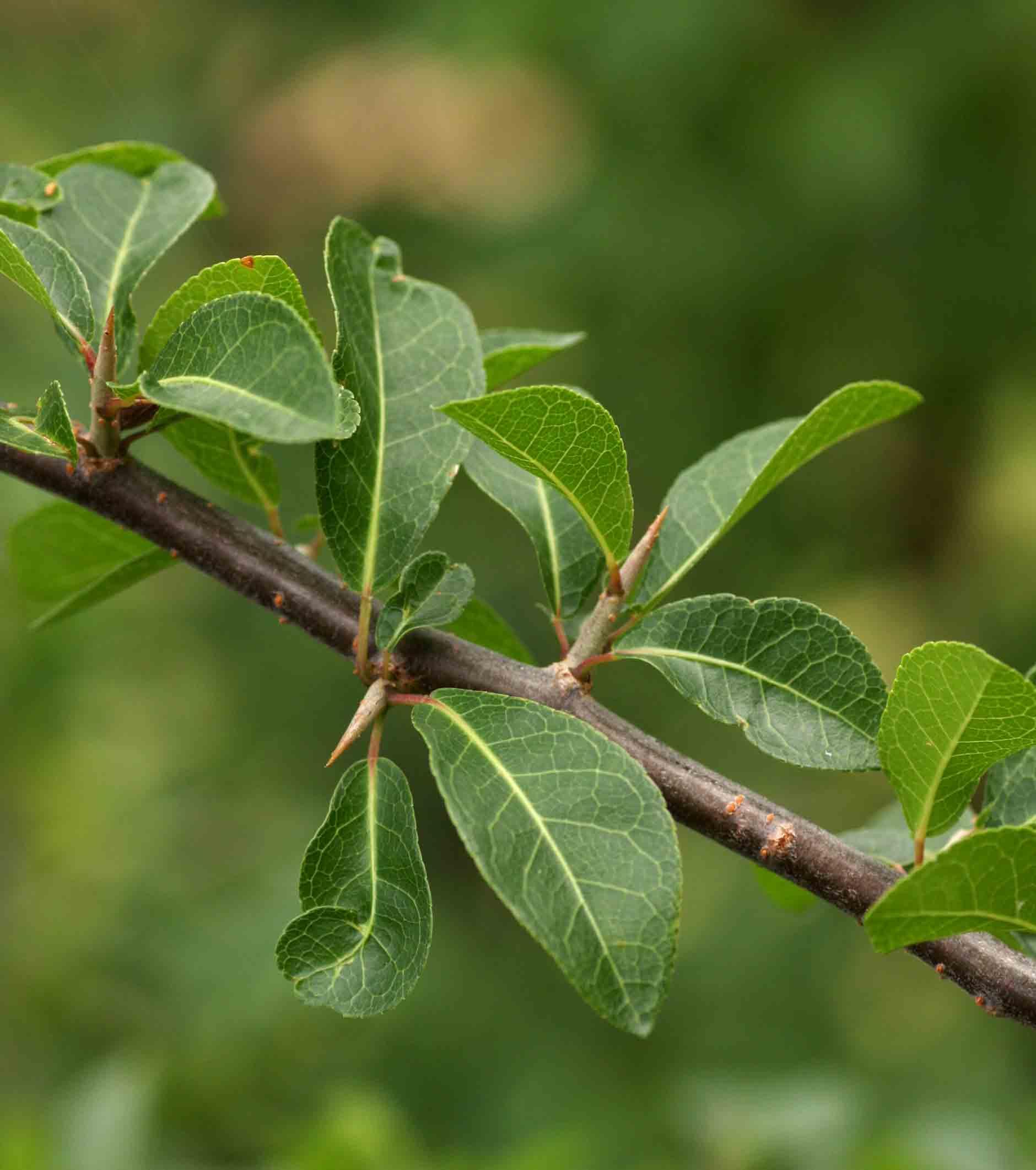 Commiphora pyracanthoides subsp. pyracanthoides Commiphora pyracanthoides subsp. pyracanthoides