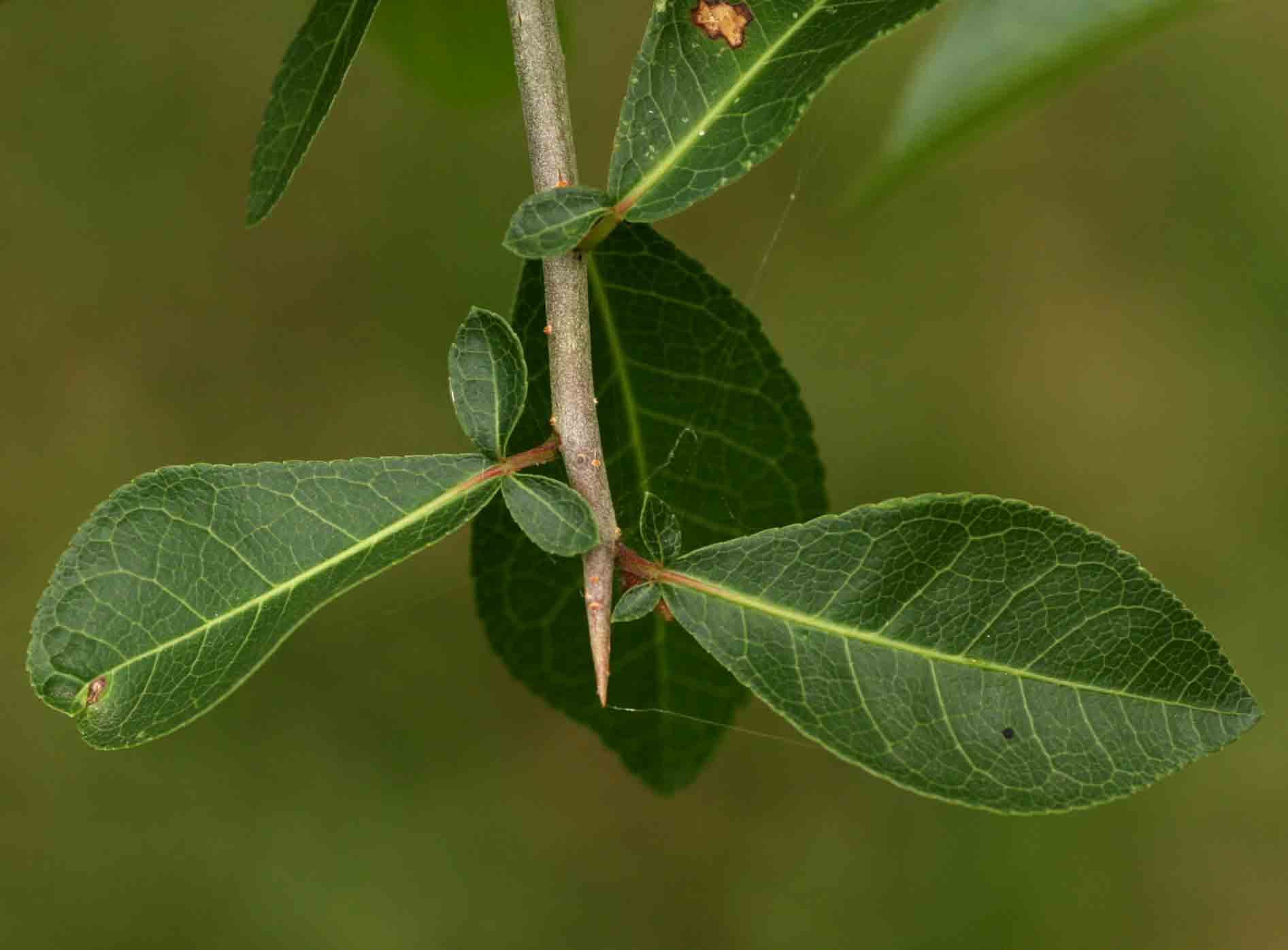 Commiphora pyracanthoides subsp. pyracanthoides Commiphora pyracanthoides subsp. pyracanthoides