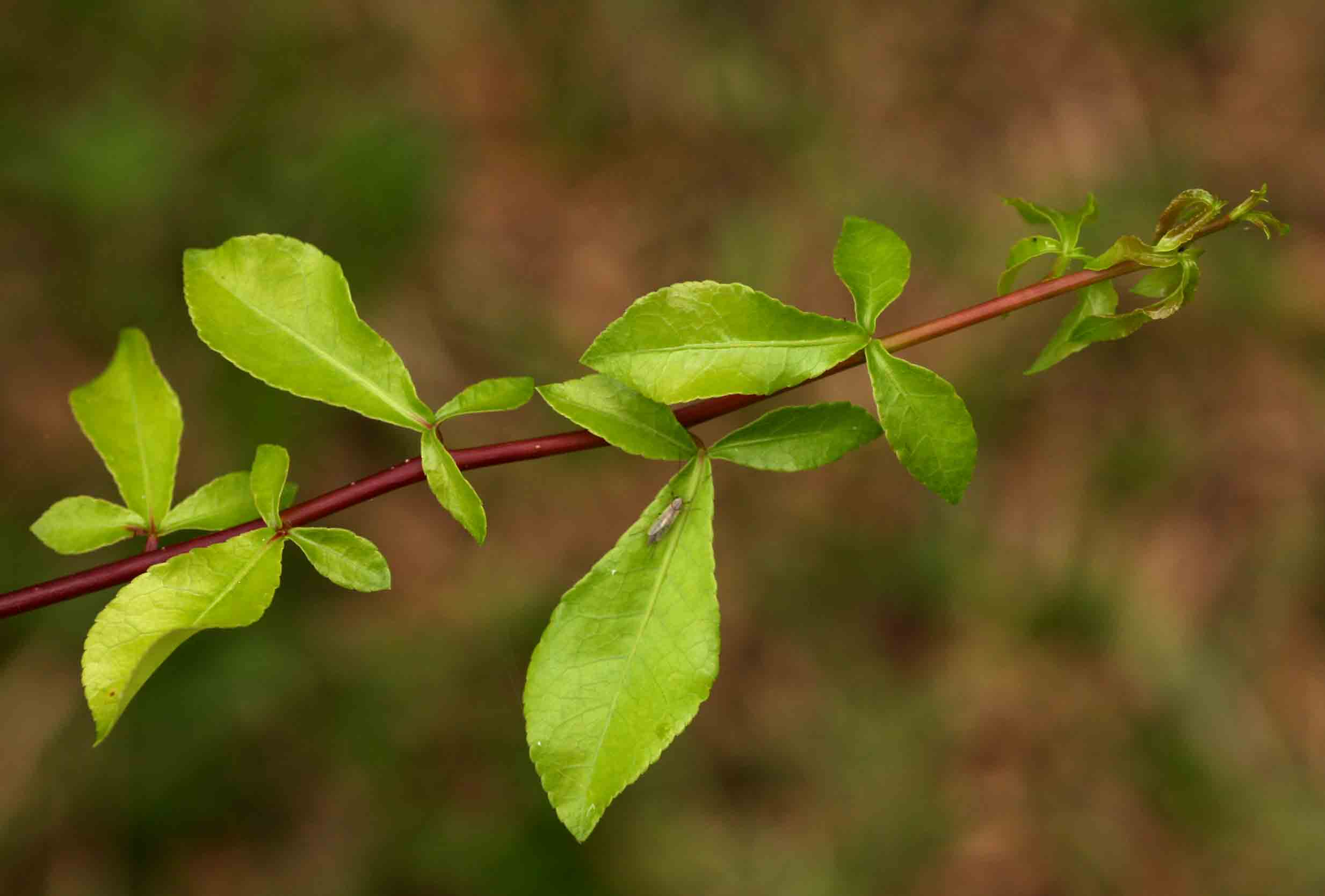 Commiphora pyracanthoides subsp. pyracanthoides Commiphora pyracanthoides subsp. pyracanthoides