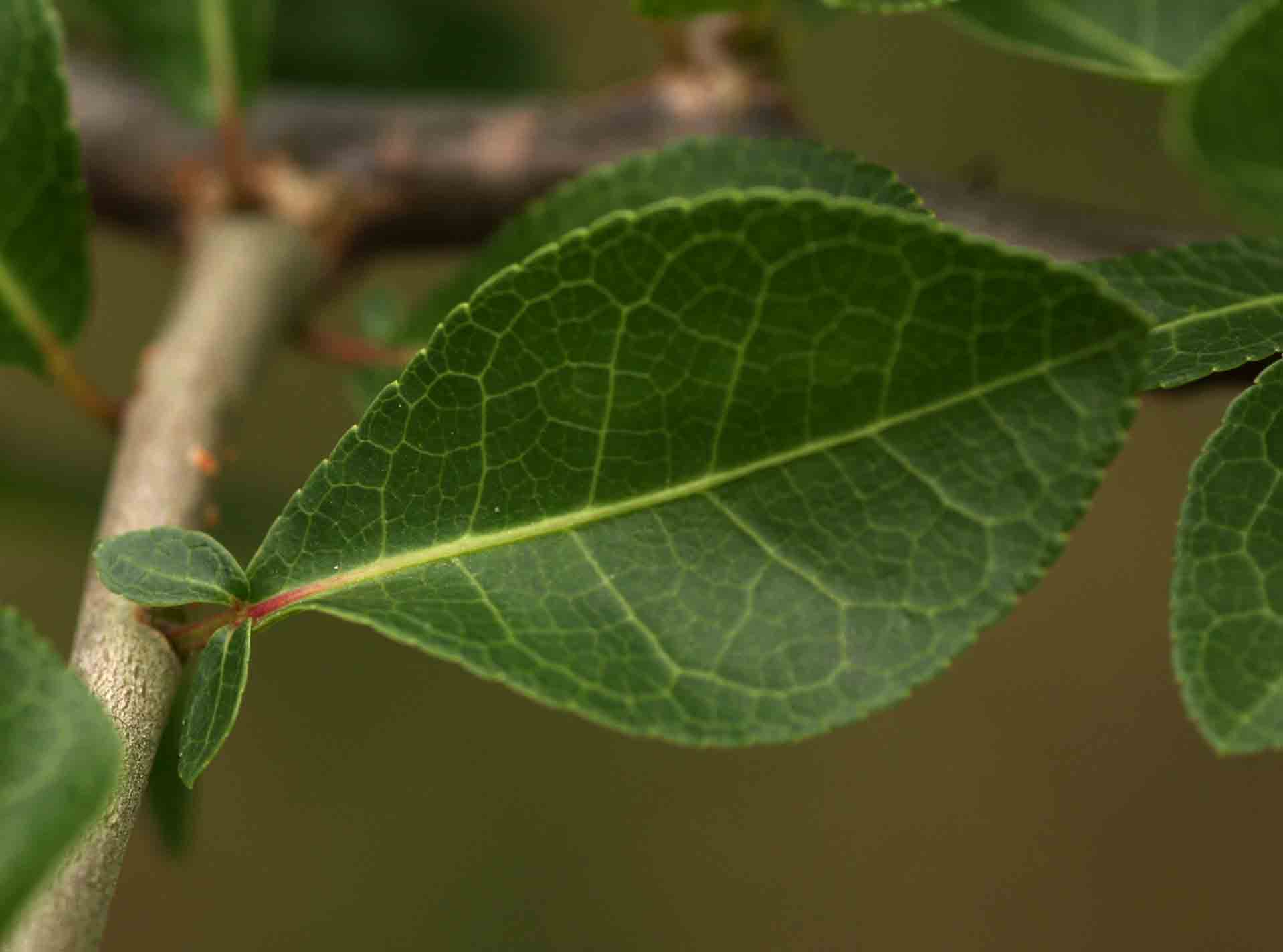 Commiphora pyracanthoides subsp. pyracanthoides Commiphora pyracanthoides subsp. pyracanthoides