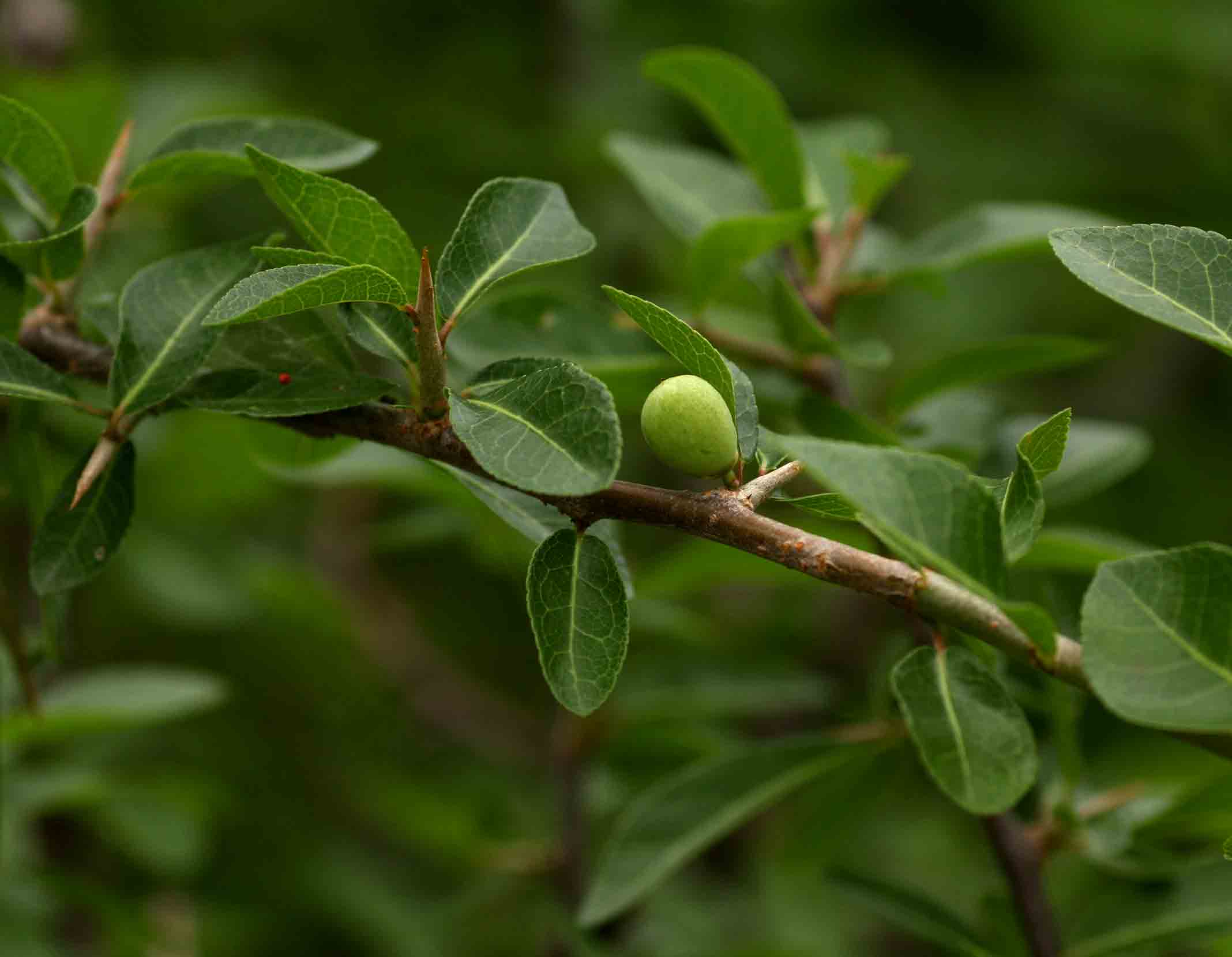 Commiphora pyracanthoides subsp. pyracanthoides Commiphora pyracanthoides subsp. pyracanthoides