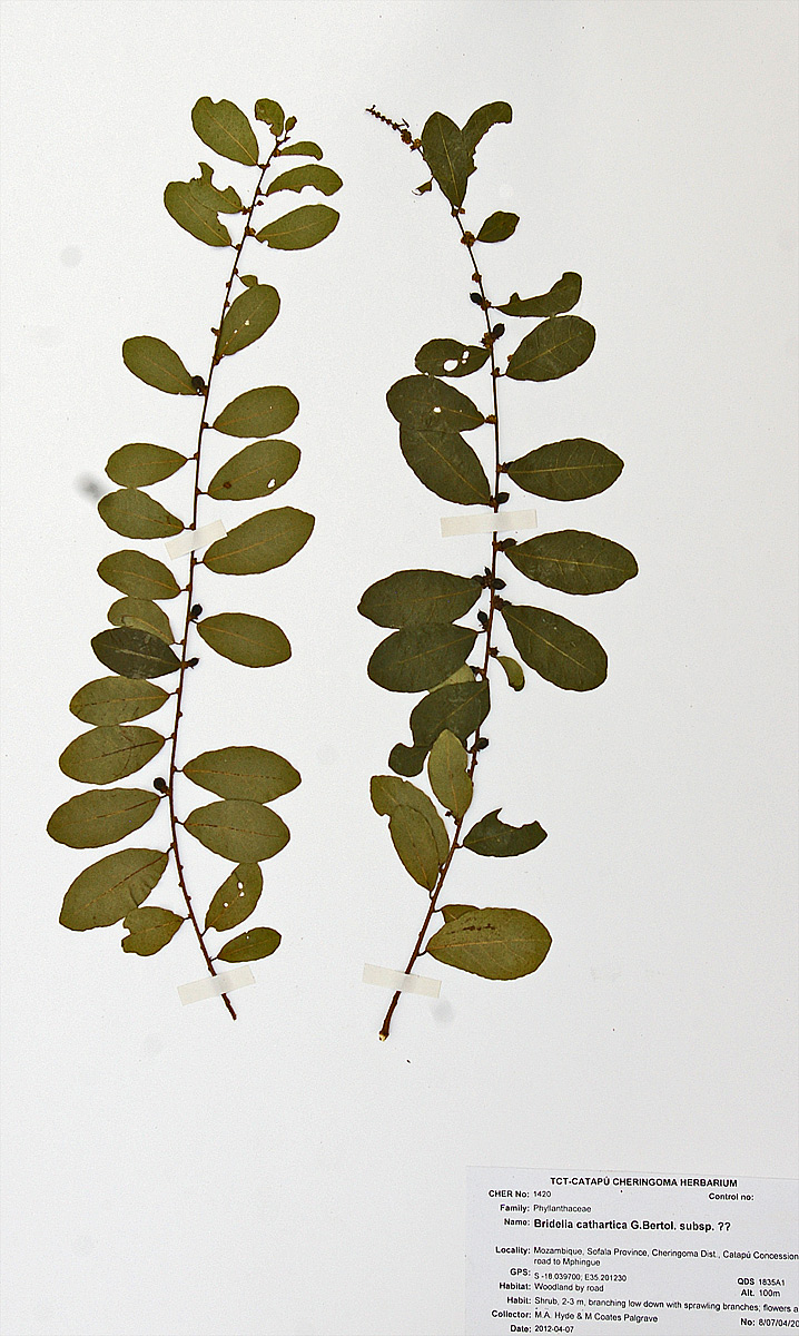 Bridelia cathartica subsp. melanthesoides var. melanthesoides Bridelia cathartica subsp. melanthesoides var. melanthesoides