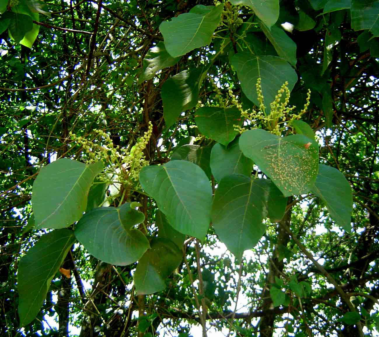 Macaranga capensis Macaranga capensis