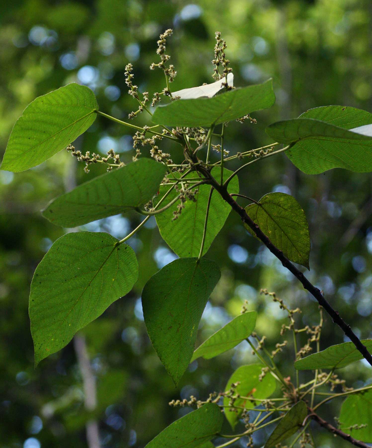 Macaranga capensis Macaranga capensis