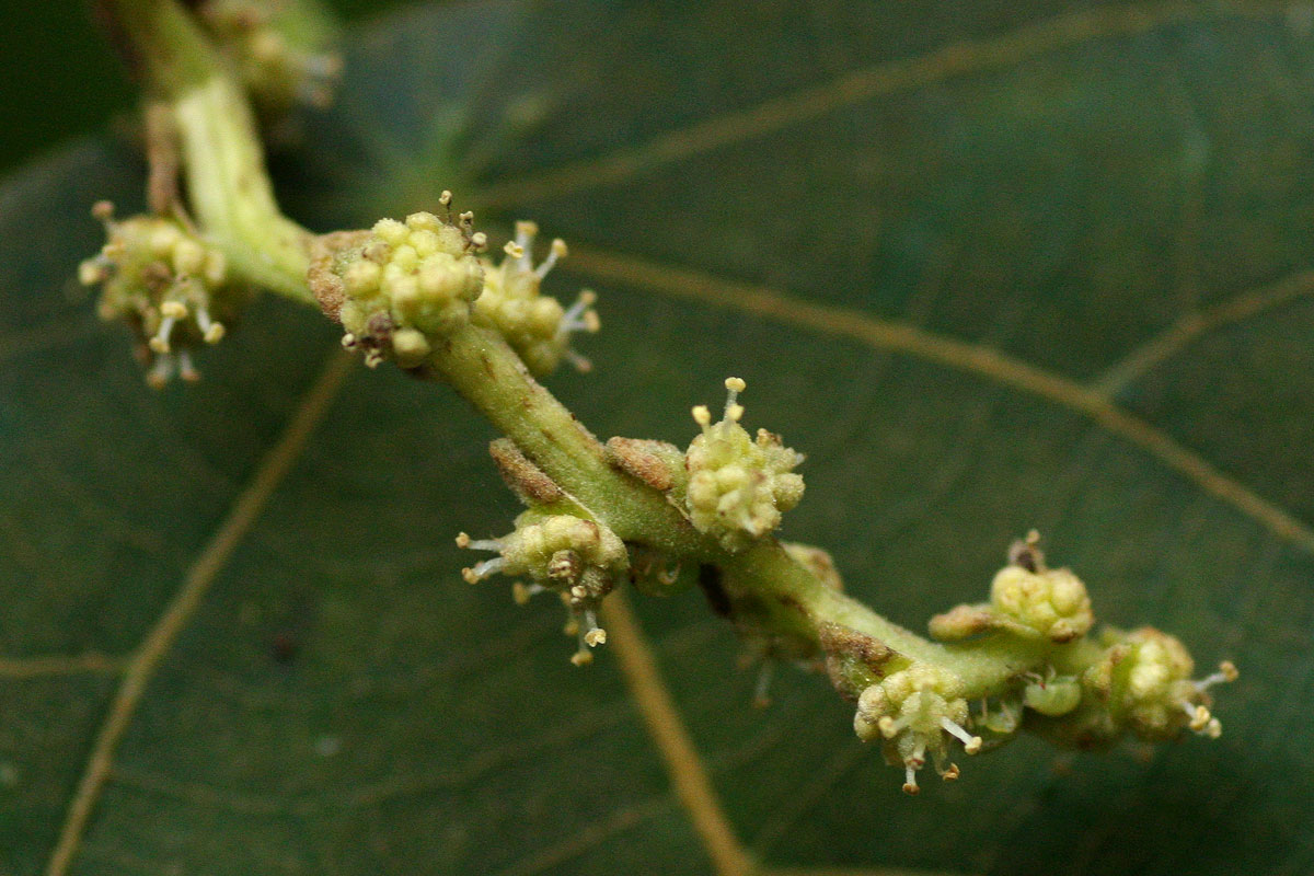 Macaranga capensis Macaranga capensis
