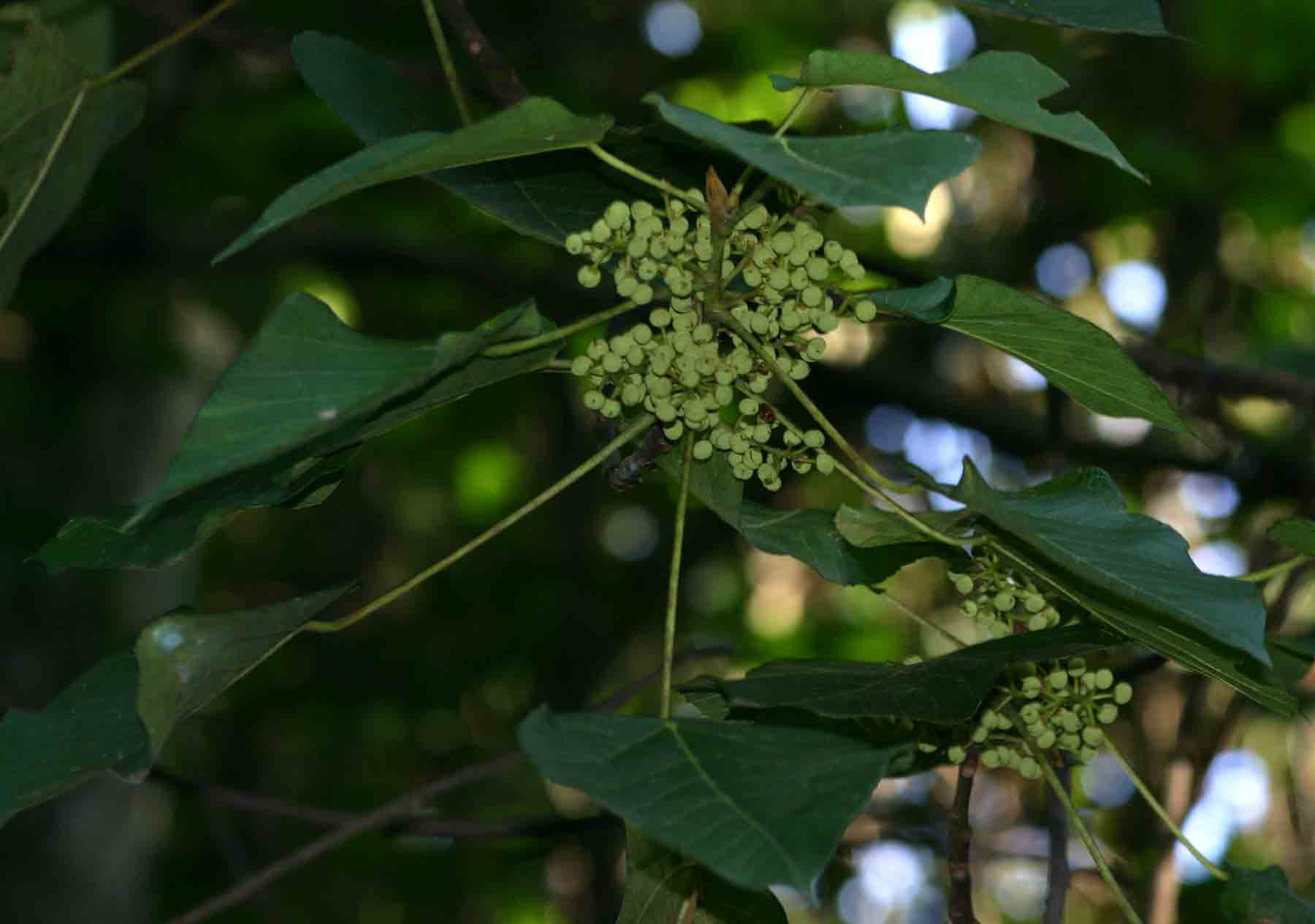Macaranga capensis Macaranga capensis