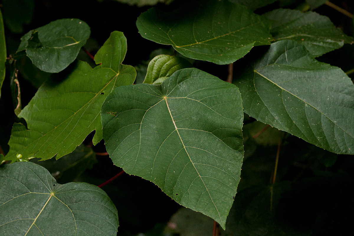 Macaranga capensis Macaranga capensis