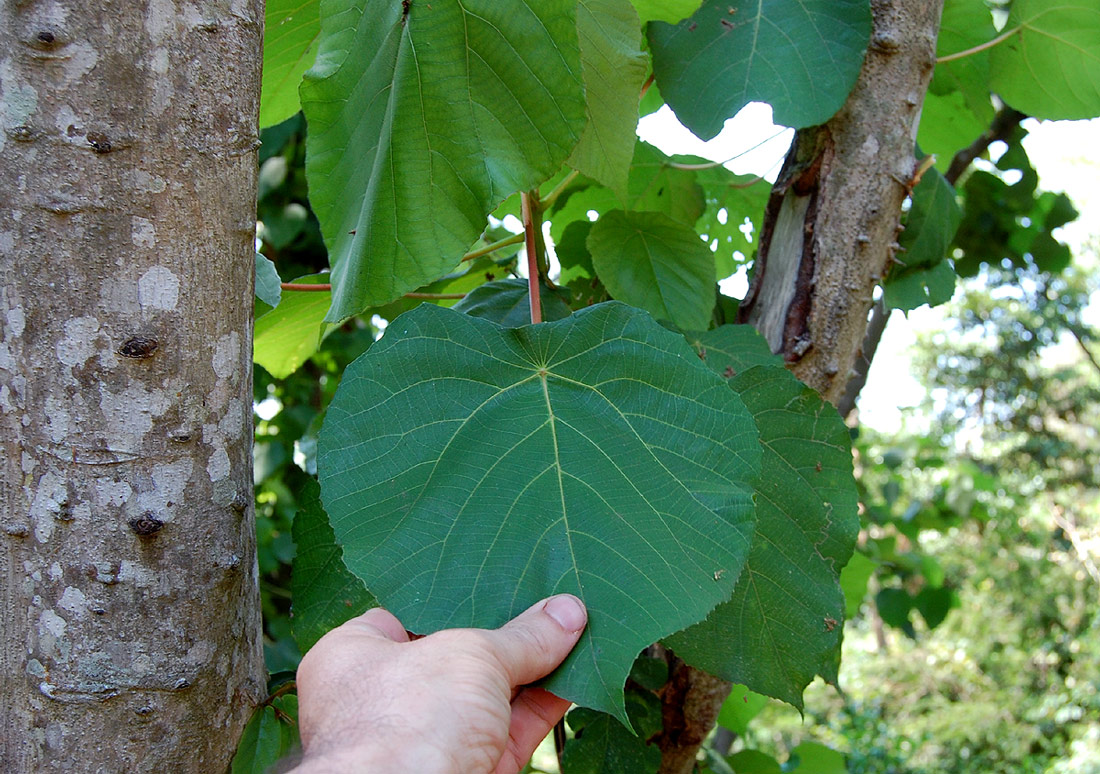 Macaranga capensis Macaranga capensis