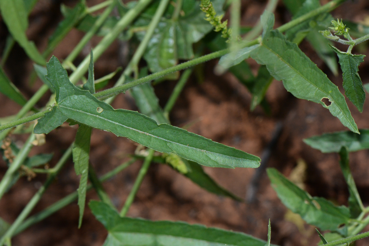 Plukenetia africana Plukenetia africana