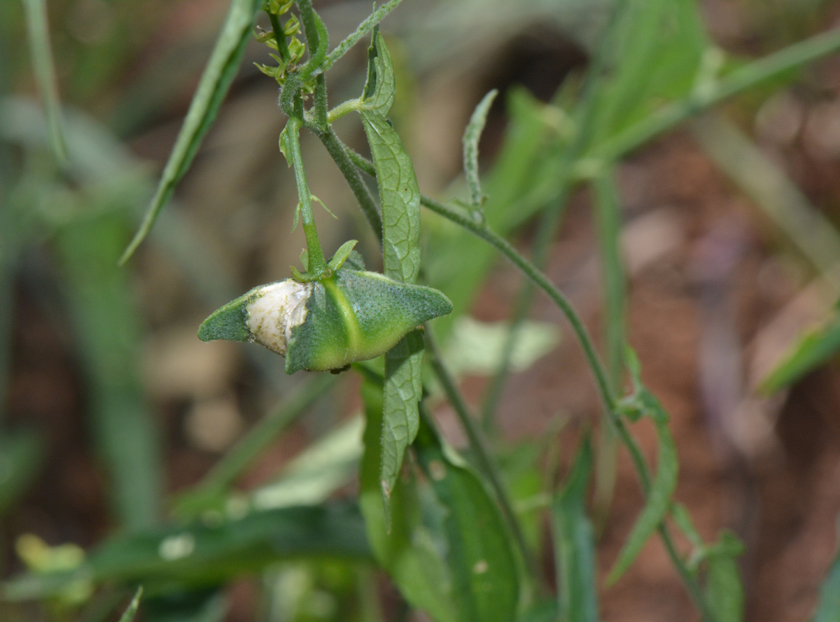 Plukenetia africana Plukenetia africana