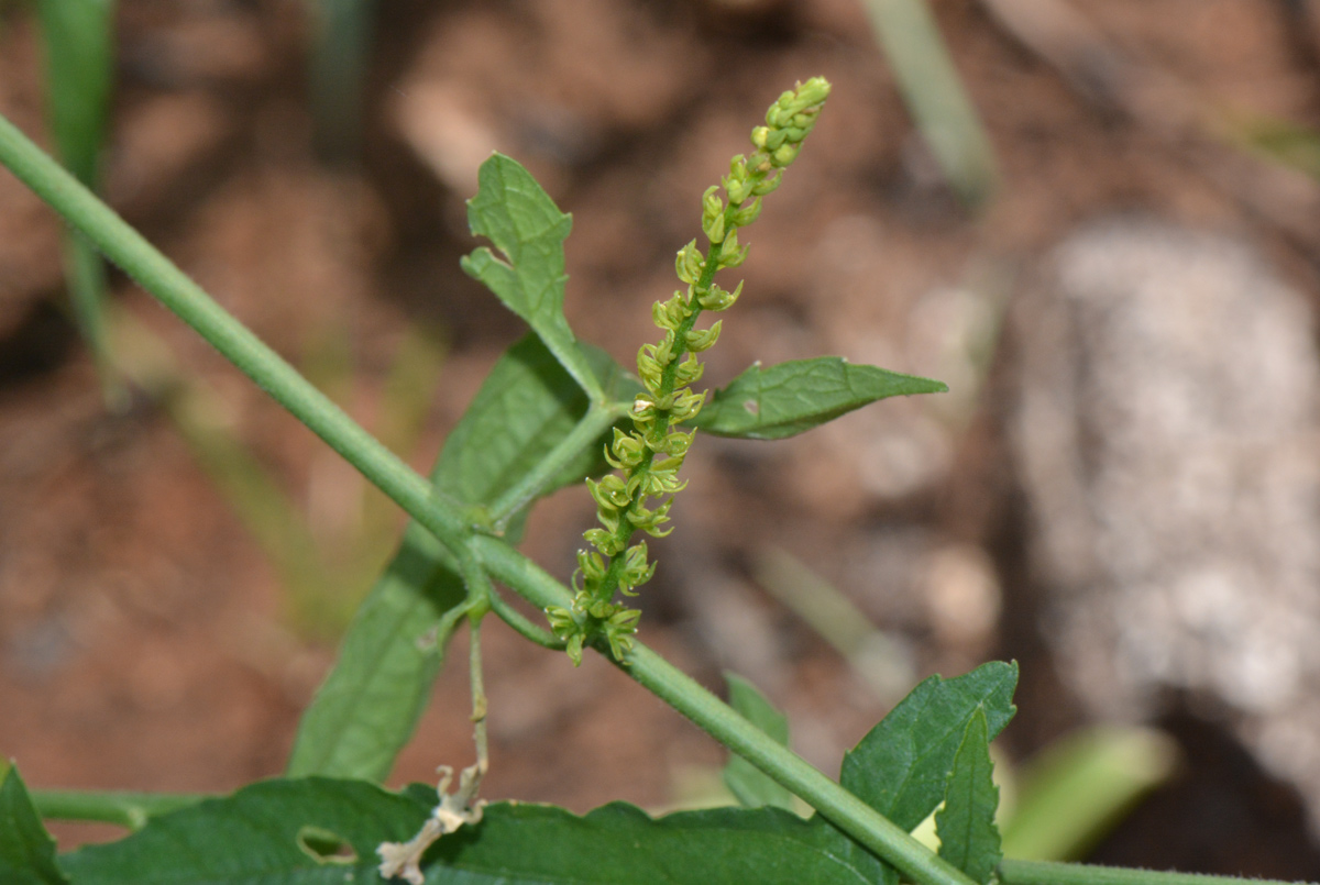 Plukenetia africana Plukenetia africana