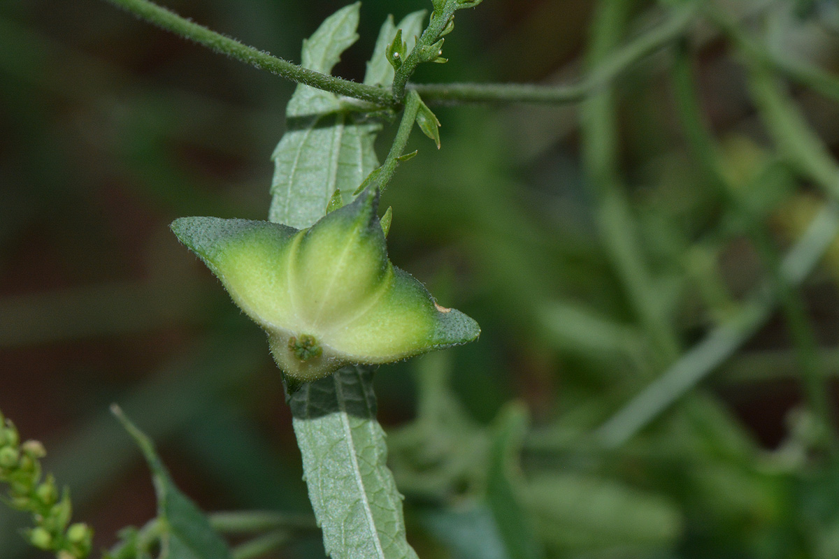 Plukenetia africana Plukenetia africana