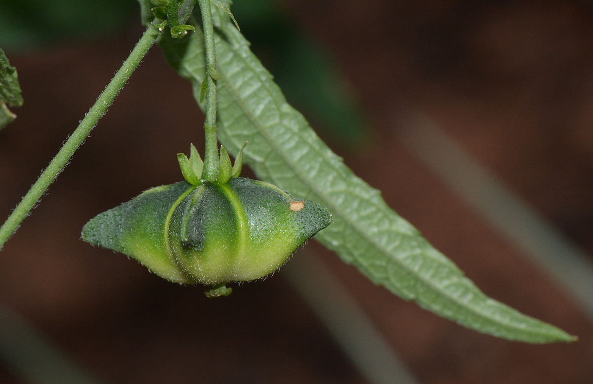 Plukenetia africana Plukenetia africana