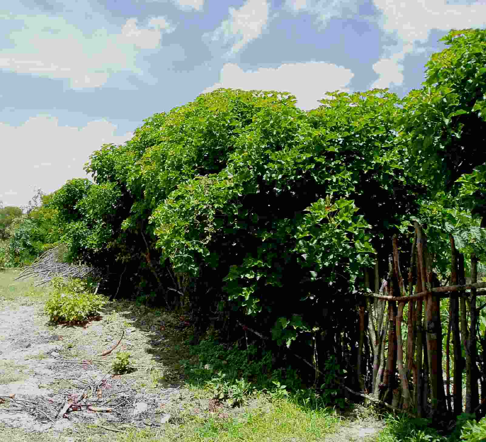 Jatropha curcas Jatropha curcas