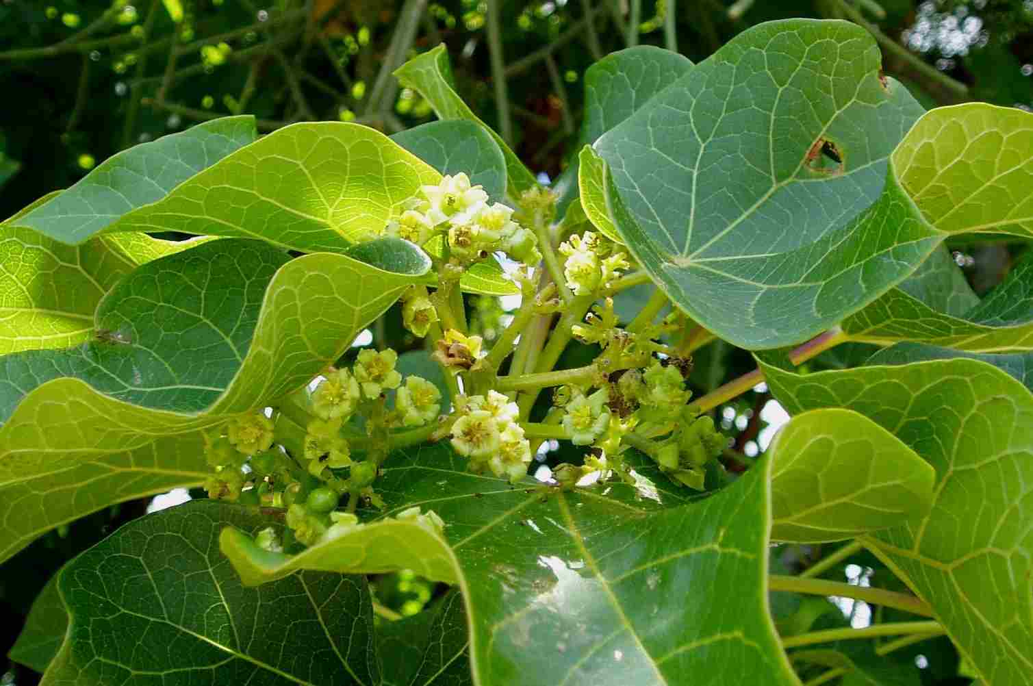 Jatropha curcas Jatropha curcas
