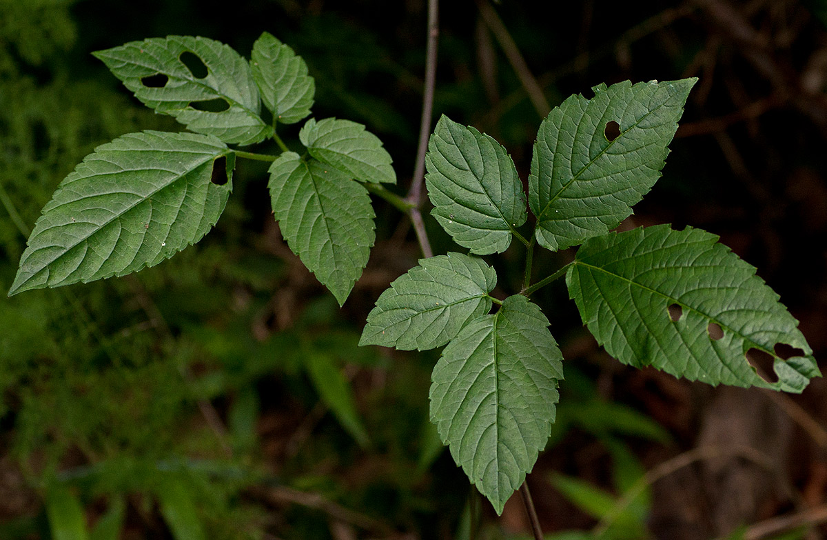Cayratia gracilis Cayratia gracilis