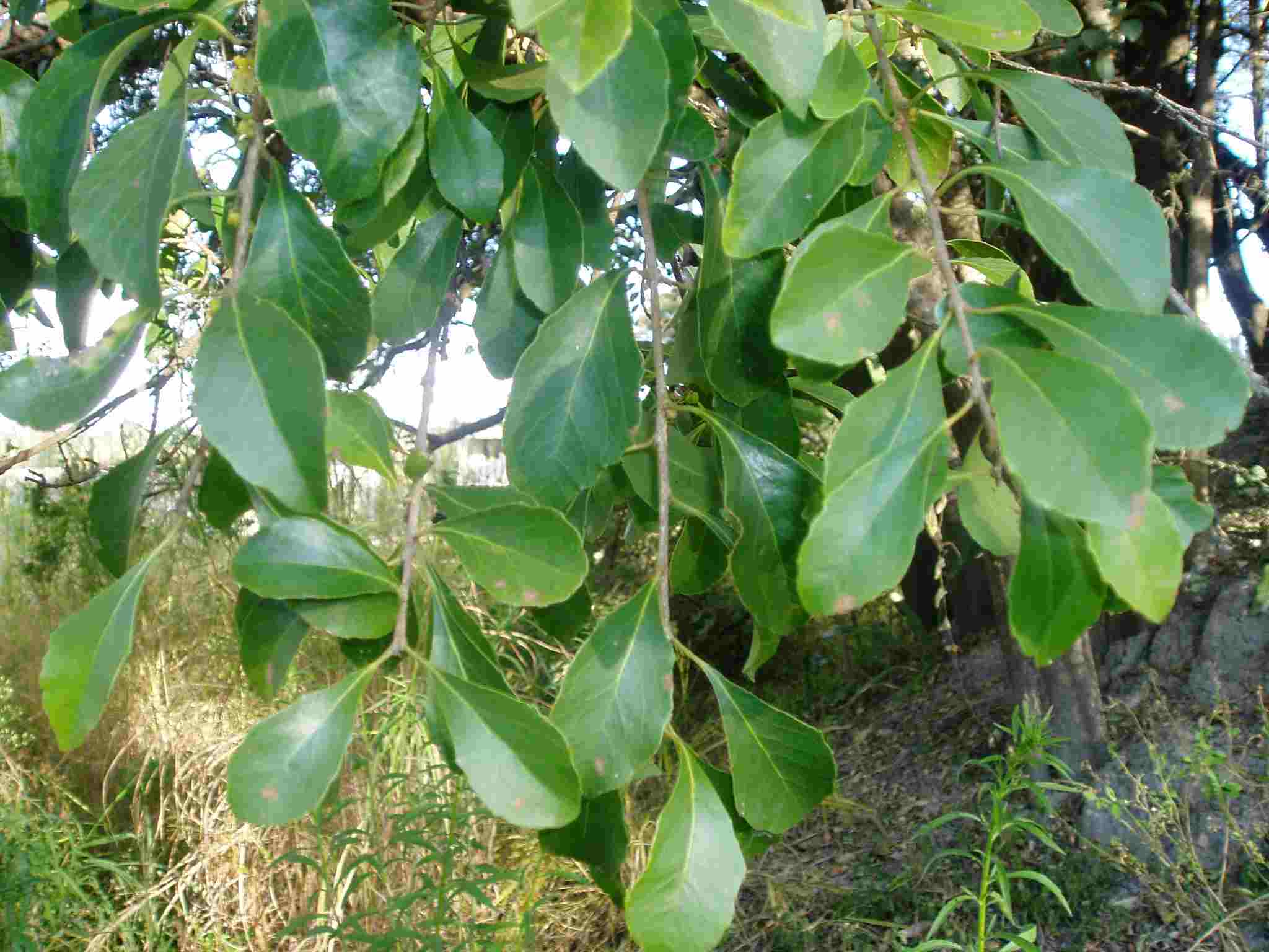 Scolopia zeyheri Scolopia zeyheri